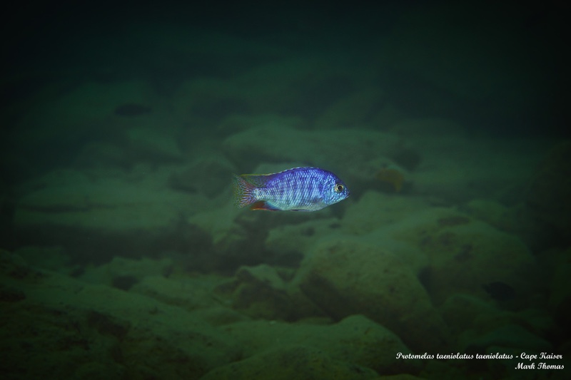 Protomelas taeniolatus 'Cape Kaiser'
